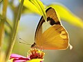 Form semiflava (female)