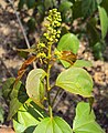 Inflorescence