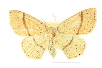 Ekgördelmätare, Cyclophora punctaria