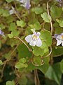 Cymbalaria muralis