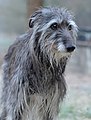 Scottish deerhound femelle de 14 ans