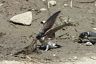 A bird with blue head, brown wings and white underparts on ground is pulling up muddy grass