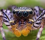 Close-up of the front of a jumping spider: four large eyes glare over bright orange pedipalps; several pairs of striped legs are seen to the sides.