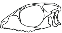 Reconstruction of the skull of Diphydontosaurus a basal member of Sphenodontia