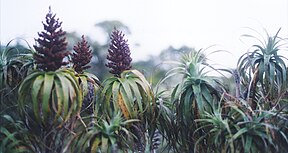 Dracophyllum traversii im Kahurangi-Nationalpark