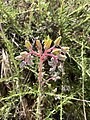 Yellow flowers, gray sepals, and a pink peduncle. Note the circinate terminal branches with budding flowers