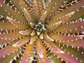 Dyckia platyphylla