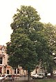 Ulmus minor 'Umbraculifera Gracilis', Bruntsfield Links, 1989