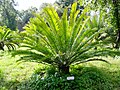 Encephalartos woodii (Zamiaceae)