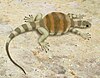 a reptile similar to a turtle in the sand