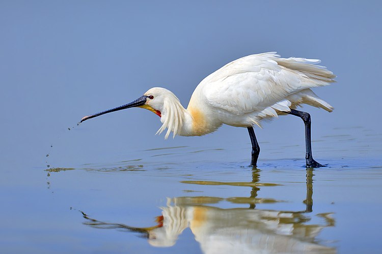 Обыкновенная колпица (Platalea leucorodia). Остров Тексел, Нидерланды