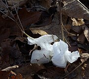 Frost flower on common dittany (Cunila origanoides) in NW Arkansas