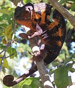 Caméléon panthère Furcifer pardadis