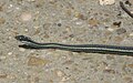 A garter snake side view