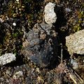 Gelastocoris oculatus, accouplement, San José, Californie