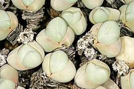 Gibbaeum album