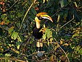 Great hornbill