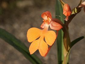 Habenaria rhodocheila