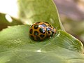 Harmonia conformis