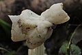 Helvella crispa