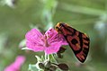 Adulto en una flor