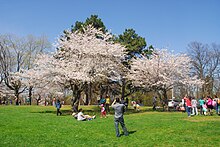 group of people taking pictures around trees with white flowers