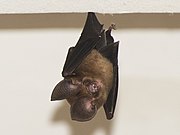 Brown bat