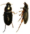 Harpalus sp.