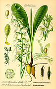 Illustration de Platanthera chlorantha.