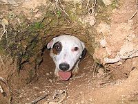 A working Jack Russell terrier exits a den pipe