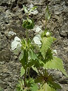 Lamium album