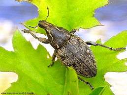 Leucophyes pedestris (Poda, 1761)