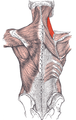 Levator scapulae muscle (red)