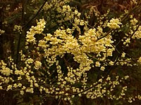 Litsea cubeba (autre plante-hôte)