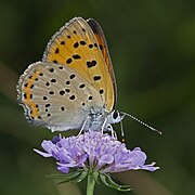 雌性尖翅貉灰蝶 Lycaena alciphron♀