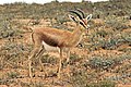 G. d. massaesyla, Souss-Massa National Park, Morocco