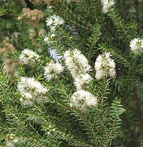 Melaleuca lanceolata