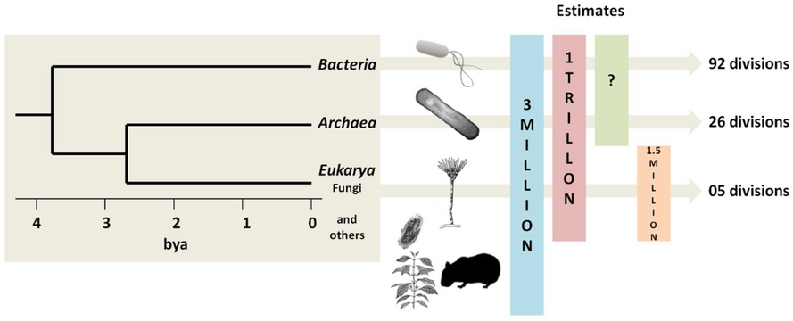 Estimates of microbial species counts in the three domains of life Bacteria are the oldest and most biodiverse group, followed by Archaea and Fungi (the most recent groups). In 1998, before awareness of the extent of microbial life had gotten underway, Robert M. May[274] estimated there were 3 million species of living organisms on the planet. But in 2016, Locey and Lennon[275] estimated the number of microorganism species could be as high as 1 trillion.[276]