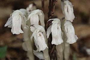 수정난풀(Monotropa uniflora)