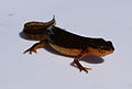 Adult female central newt