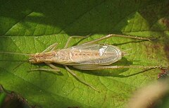 Male of Oecanthus pellucens