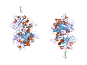 2j3g: L-FICOLIN