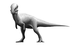 باكيسيفالوصور (عظائيات سميكة الرأس)