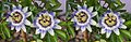 Two Passiflora caerulea flowers arranged as a stereo image pair. View cross-eyed (R-L), i.e. left eye image on the right and vice versa.