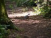 Pigeon in Furzefield Wood