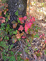 Poison oak