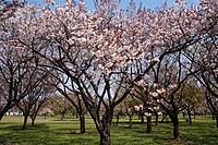 日本花の会 結城農場にて