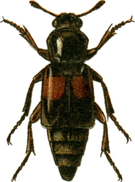 Рисунок Ptomascopus plagiatus