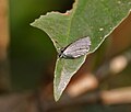 Dry-season form at Narendrapur near Kolkata, West Bengal