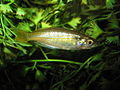 Eastern Rainbowfish?